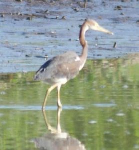 aigrette-tricolore-marais-de-kaw