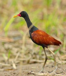jacana-noir-marais-de-kaw2
