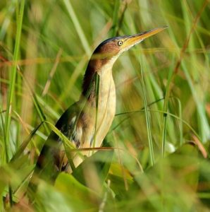 heron-blongios-2-marais-de-kaw