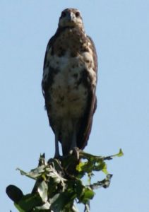 balbuzard-pecheur-marais-de-kaw