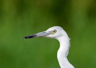 aigrette-bleue-immature