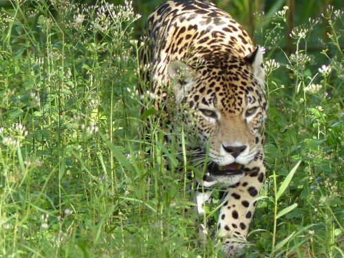 Jaguar-Marais-de-kaw