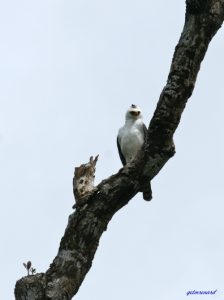 Aigle-noir-et-blanc-marais-de-kaw