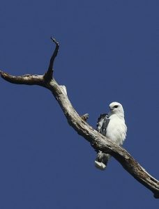 Buse-blanche-marais-de-kaw3