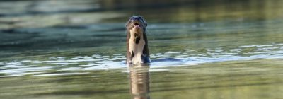 Loutre-géante-d'amazonie-marais-de-kaw3